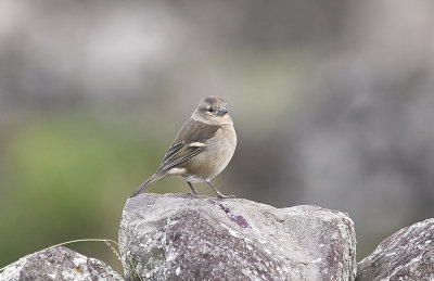 BofinkChaffinch (Azores)(Fringilla coelebs moreletti)