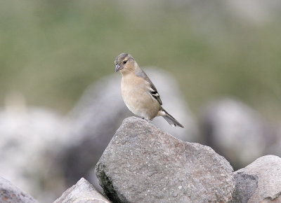 BofinkChaffinch (Azores)(Fringilla coelebs moreletti)