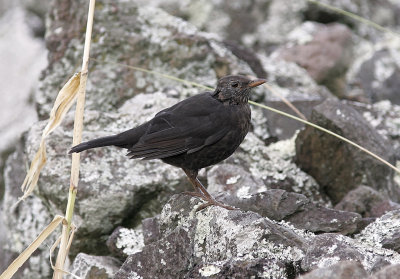 KoltrastEurasian Blackbird (Azores)(Turdus merula azorensis)