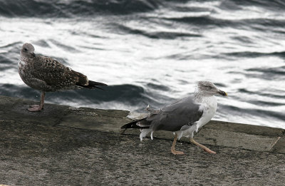 Medelhavstrut (Atlantis)Yellow-legged Gull (Atlantic)(Larus michahellis atlantis)