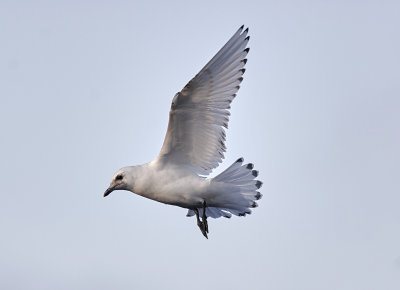 IsmsIvory Gull(Pagophila eburnea)