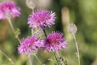 VddklintGreater Knapweed Centaurea scabiosa