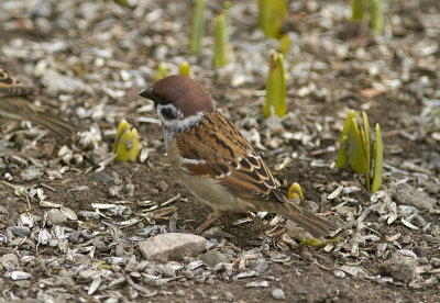PilfinkEurasian Tree Sparrow(Passer montanus)