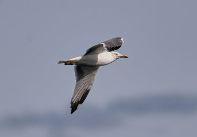 Medelhavstrut (Atlantis)Yellow-legged Gull (Atlantic)(Larus michahellis atlantis)