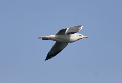 Medelhavstrut (Atlantis)Yellow-legged Gull (Atlantic)(Larus michahellis atlantis)