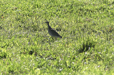 Piparsnppa<br/>Upland Sandpiper<br/>Bartramia longicauda