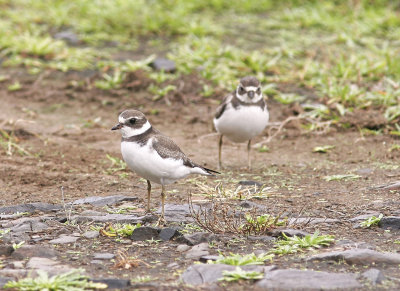 Flikstrandpipare<br/>Semipalmated Plover<br/>Charadrius semipalmatus