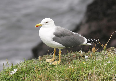 Medelhavstrut (Atlantis)Yellow-legged Gull (Atlantic)(Larus michahellis atlantis)