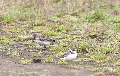 Vitgumpsnppa<br/>White-rumped Sandpiper<br/>Calidris fuscicollis