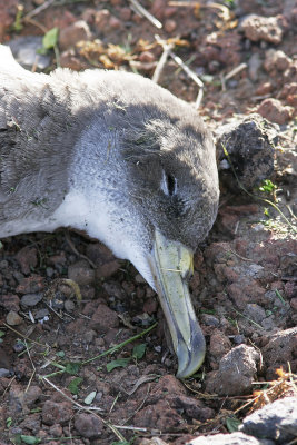 Gulnbbad lira<br/>Corys Shearwater<br/>Calonectris borealis