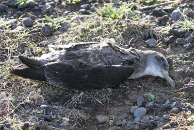 Gulnäbbad liraCory's ShearwaterCalonectris borealis