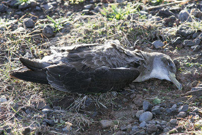 Gulnbbad liraCory's ShearwaterCalonectris borealis