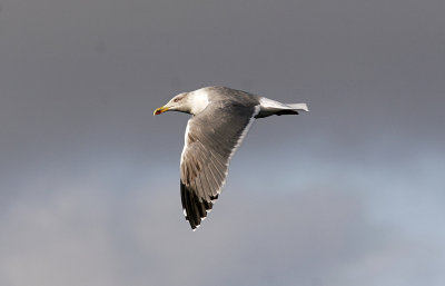 Medelhavstrut (Atlantis)Yellow-legged Gull (Atlantic)(Larus michahellis atlantis)