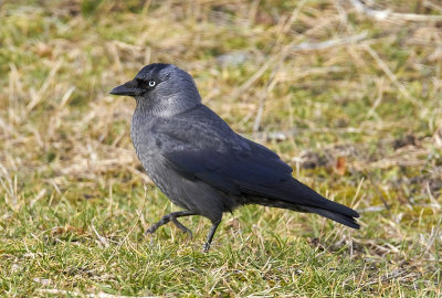 KajaEurasian JackdawCorvus monedula