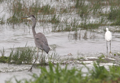 Grhger<br/>Grey Heron<br/> Ardea cinerea