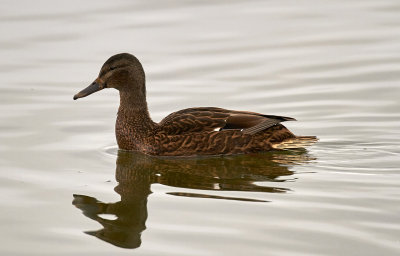 GrsandMallardAnas platyrhynchos