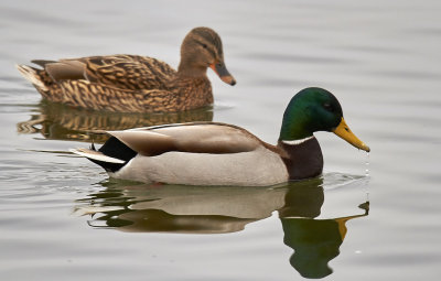 GrsandMallardAnas platyrhynchos