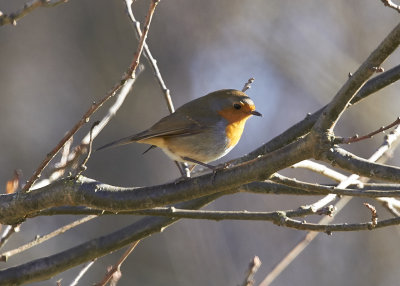 RdhakeEuropean RobinErithacus rubecula