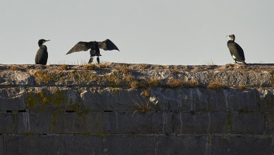 Storskarv<br/>Great Cormorant<br/>Phalacrocorax carbo