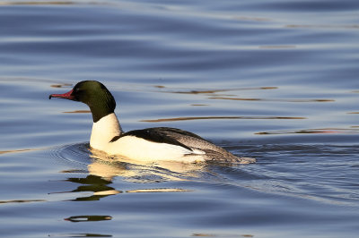 StorskrakeCommon MerganserMergus merganser