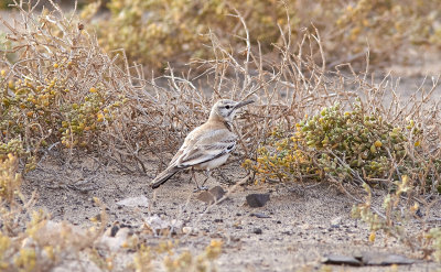 HärfågellärkaGreater Hoopoe-LarkAlaemon alaudipes