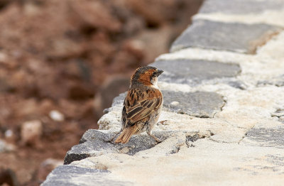 Kapverde sparvIago SparrowPasser iagoensis