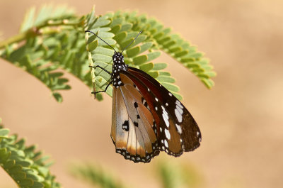 MonarkfjärilMonarchDanaus plexippus