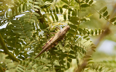 VandringsgrshoppaMigratory LocustLocusta migratoria