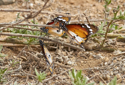 MonarkfjrilMonarchDanaus plexippus