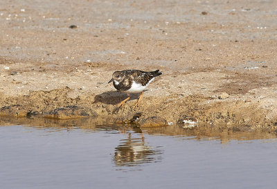 Roskarl<br/>Ruddy Turnstone<br/>Arenaria interpres