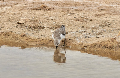 SandlpareSanderlingCalidris alba