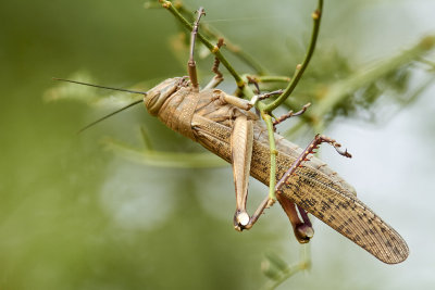 Vandringsgrshoppa<br/>Migratory Locust<br/>Locusta migratoria