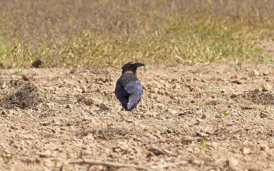 ÖkenkorpBrown-necked RavenCorvus ruficollis