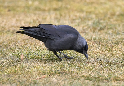 KajaEurasian JackdawCorvus monedula