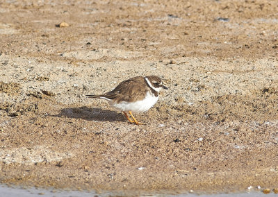 Strre strandpipareCommon Ringed PloverCharadrius hiaticula