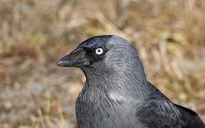 KajaEurasian JackdawCorvus monedula