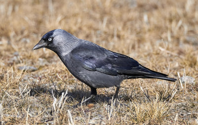 KajaEurasian JackdawCorvus monedula