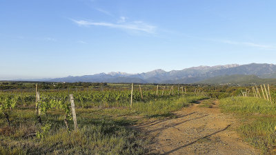 Just outside Aghion (Corsica), the vineyard where one can find Californian Quail