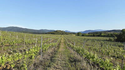 Just outside Aghion (Corsica), the vineyard where one can find Californian Quail