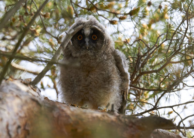 HornugglaLong-eared OwlAsio otus