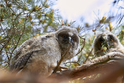 HornugglaLong-eared OwlAsio otus