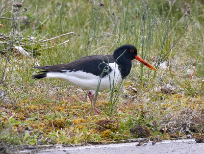 StrandskataEurasian OystercatcherHaematopus ostralegus