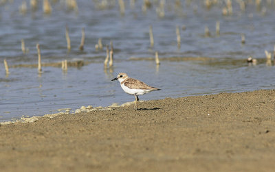 kenpipare<br/>Greater Sand Plover<br/>Charadrius leschenaultii
