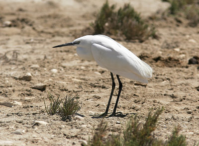 SilkeshgerLittle Egret(Egretta garzetta)