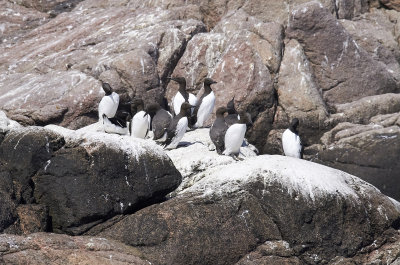 Sillgrissla<br/>Common Murre<br/>Uria aalge