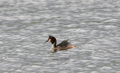 Great Crested Grebe