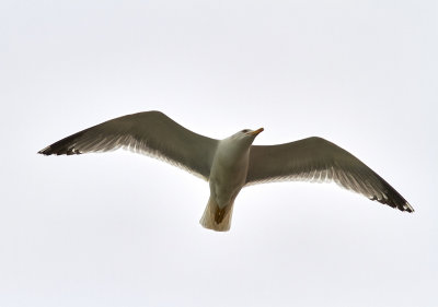 Medelhavstrut<br/>Yellow-legged Gull<br/>(Larus michahellis)