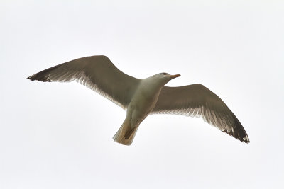 MedelhavstrutYellow-legged Gull(Larus michahellis)