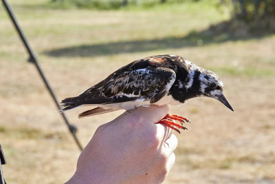 Roskarl<br/>Ruddy Turnstone<br/>Arenaria interpres