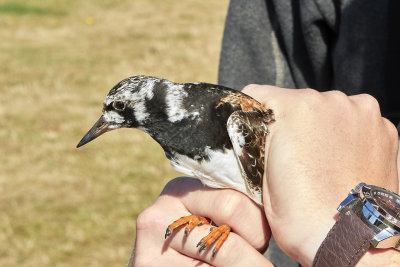 Roskarl<br/>Ruddy Turnstone<br/>Arenaria interpres